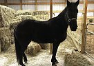 Tennessee Walking Mare for Sale in Wilmington, Ohio Tennessee Walking Mare for Sale in Wilmington, Ohio