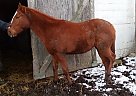 Thoroughbred - Horse for Sale in Houston, OH 45333 Thoroughbred - Horse for Sale in Houston, OH 45333