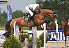 Super Gelding To win Internation... Hanoverian Gelding