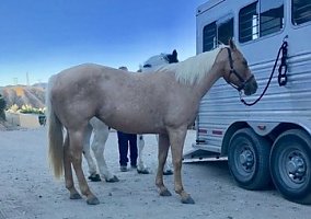Quarter Horse (Quarter Horse, Mare) in Sadler, TX