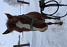Pony of the Americas - Horse for Sale in Silver Lake, MN 55381