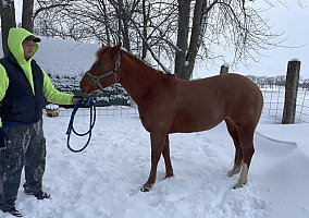 Pony of the Americas (Pony of the Americas, Mare) in Silver Lake, MN