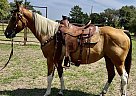 Paint - Horse for Sale in Rockdale, TX 76567