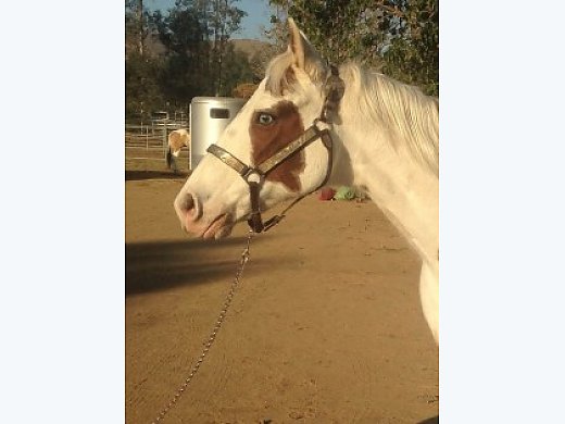 APHA Proven Broodmare