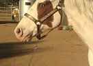 Paint - Horse for Sale in Norco, CA 92860 Paint - Horse for Sale in Norco, CA 92860