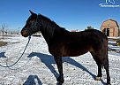 Draft - Horse for Sale in Fort Collins, CO 80524 Draft - Horse for Sale in Fort Collins, CO 80524