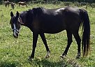 Arabian Gelding for Sale in Kirkersville, Ohio Arabian Gelding for Sale in Kirkersville, Ohio