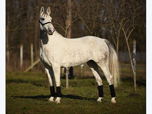 Beautiful Stute