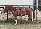 Quarter Horse - Horse for Sale in Smithville, TX 78957