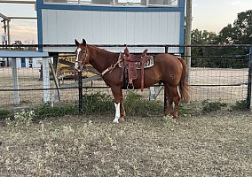 Quarter Horse (Quarter Horse, Gelding) in Smithville, TX