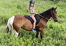 Li'l Feather - Mare in West Milford, NJ Li'l Feather - Mare in West Milford, NJ