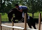 Warmblood - Horse for Sale in Bedminster, NJ 07921