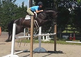 Jumper (Warmblood, Gelding) in Bedminster, NJ