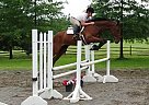 Dutch Warmblood - Horse for Sale in Bedminster, NJ 07921
