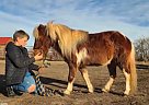 Miniature - Horse for Sale in Fort Collins, CO 80524 Miniature - Horse for Sale in Fort Collins, CO 80524