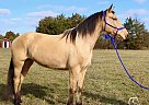 Tennessee Walking - Horse for Sale in Christiana, TN 37037