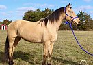 Tennessee Walking - Horse for Sale in Christiana, TN 37037 Tennessee Walking - Horse for Sale in Christiana, TN 37037