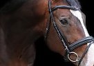 National Show - Horse for Sale in Gryfice,  72-300