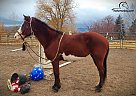 Paso Fino - Horse for Sale in Fort Collins, CO 80524 Paso Fino - Horse for Sale in Fort Collins, CO 80524