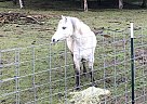 Leo - Gelding in Amboy, WA Leo - Gelding in Amboy, WA