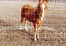 Quarter Horse - Horse for Sale in McKenney, VA 23872