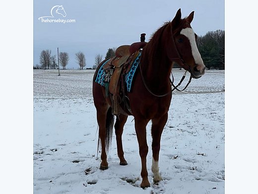 Quarter Horse Trail & Barrels