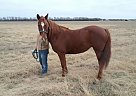 Morgan - Horse for Sale in Wichita, KS 67226