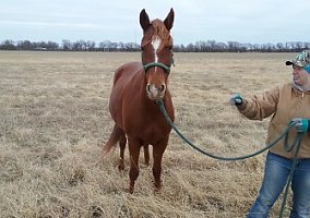 Morgan (Morgan, Mare) in Wichita, KS