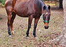 Marty - Gelding in Summerdale, AL Marty - Gelding in Summerdale, AL