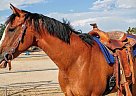 Paint - Horse for Sale in Phelan, CA 92371