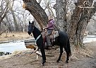 Standardbred - Horse for Sale in Laporte, CO 80535