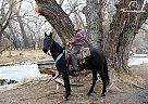 Standardbred - Horse for Sale in Laporte, CO 80535 Standardbred - Horse for Sale in Laporte, CO 80535