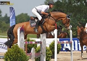 Hanoverian (Hanoverian, Gelding)