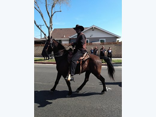 Tennessee Walker