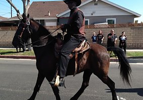 Tennessee Walking (Tennessee Walking, Gelding) in Norco, CA