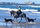 Tennessee Walking - Horse for Sale in Apache Junction, AZ 95119 Tennessee Walking - Horse for Sale in Apache Junction, AZ 95119