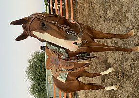 Thoroughbred (Thoroughbred, Mare) in Queen Creek, AZ