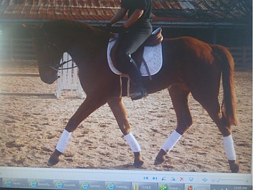 Wonderful Hanoverian Needs Show Home