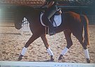 Hanoverian - Horse for Sale in Lawrenceville, GA 30004 Hanoverian - Horse for Sale in Lawrenceville, GA 30004