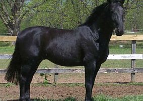 Hanoverian (Hanoverian, Mare) in Lawrenceville, GA