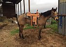 10 Year old dun Mare Quarter Horse Mare