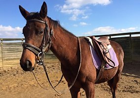 Thoroughbred (Thoroughbred, Stallion) in Louisville, KY