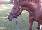 APHA Broodmare Paint Pony Mare