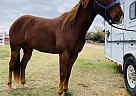 Rex - Gelding in Burleson, TX Rex - Gelding in Burleson, TX