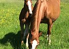 Warmblood - Horse for Sale in Fargo, ND 58107 Warmblood - Horse for Sale in Fargo, ND 58107