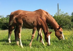 Warmblood (Warmblood, Stallion) in Fargo, ND