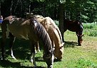 Paint - Horse for Sale in Nisswa, MN 