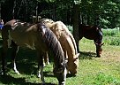 Paint - Horse for Sale in Nisswa, MN Paint - Horse for Sale in Nisswa, MN