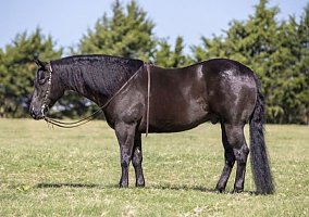 Quarter Horse (Quarter Horse, Gelding) in North Carolina, NC