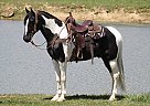Tennessee Walking - Horse for Sale in North Carolina, NC 28210